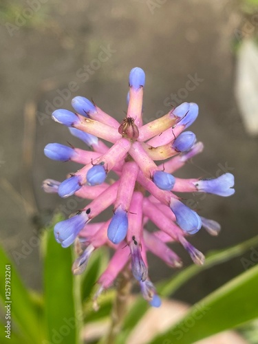 flowers,plants,nature,white,mix color,color
