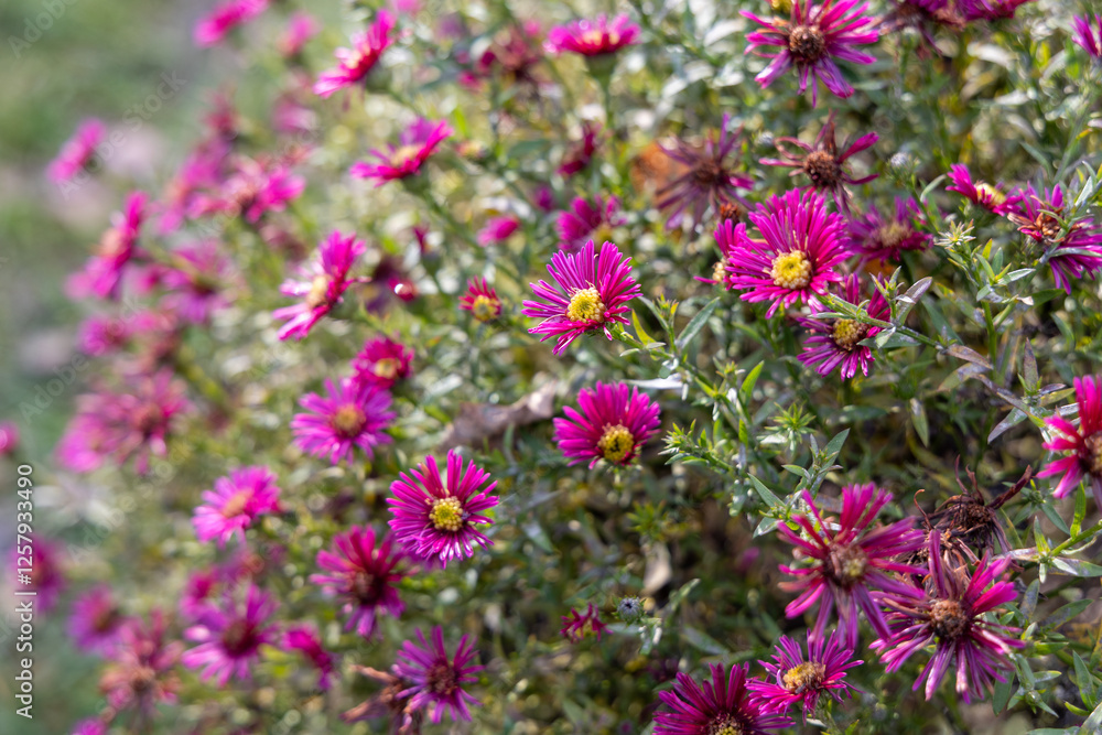 Aster novae-angliae flowers grown in a garden