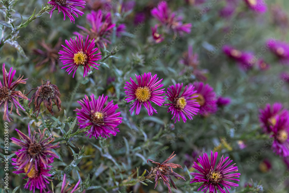 Aster novae-angliae flowers grown in a garden