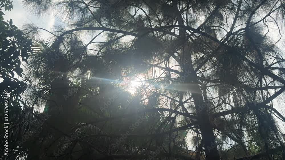 Sunset rays through trees in a foggy winter forest Sunset rays through trees in a foggy winter forest