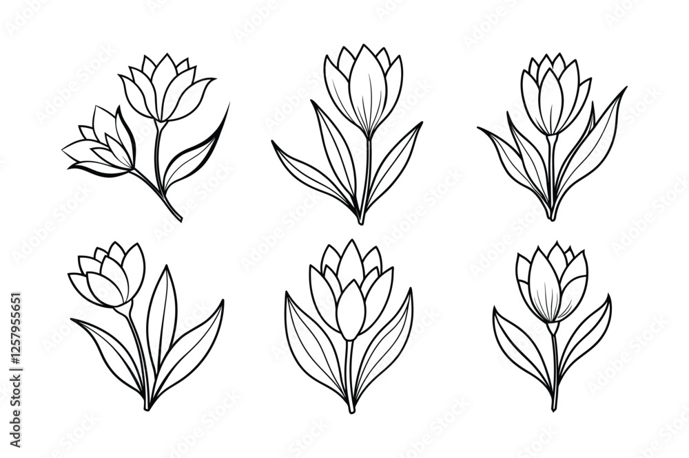 Crocus (Crocus spp.) line art vector illustration Crocus (Crocus spp.) line art vector illustration