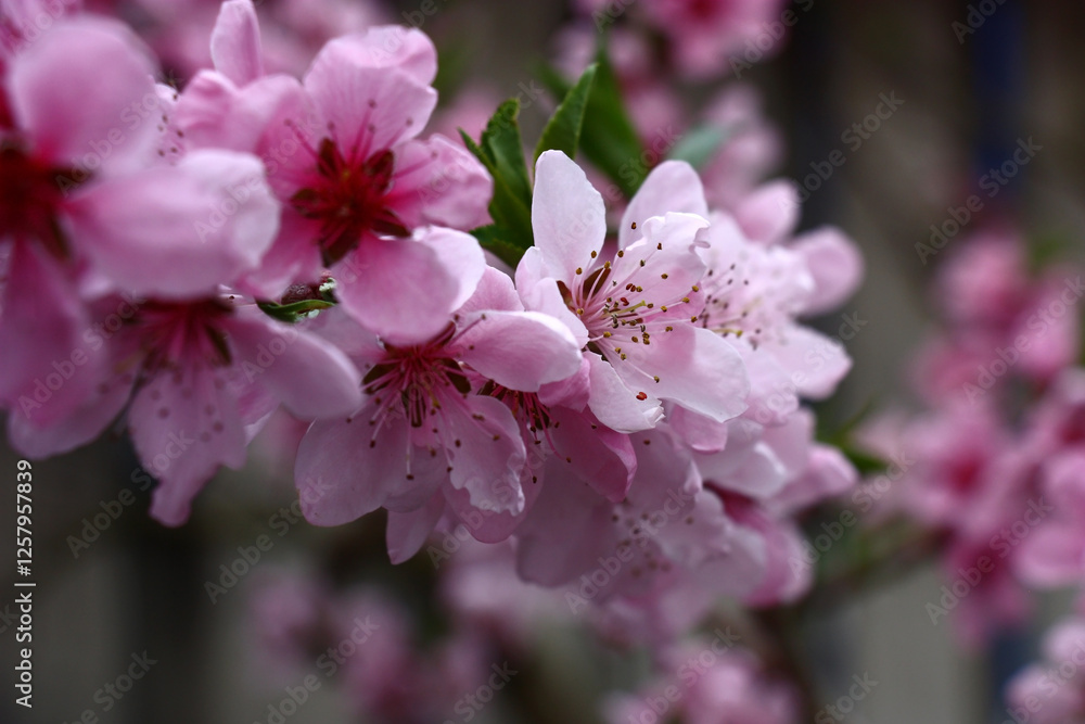 Spring day. Fresh pink flowers decorate branches of a peach tree. Spring day. Fresh pink flowers decorate branches of a peach tree.
