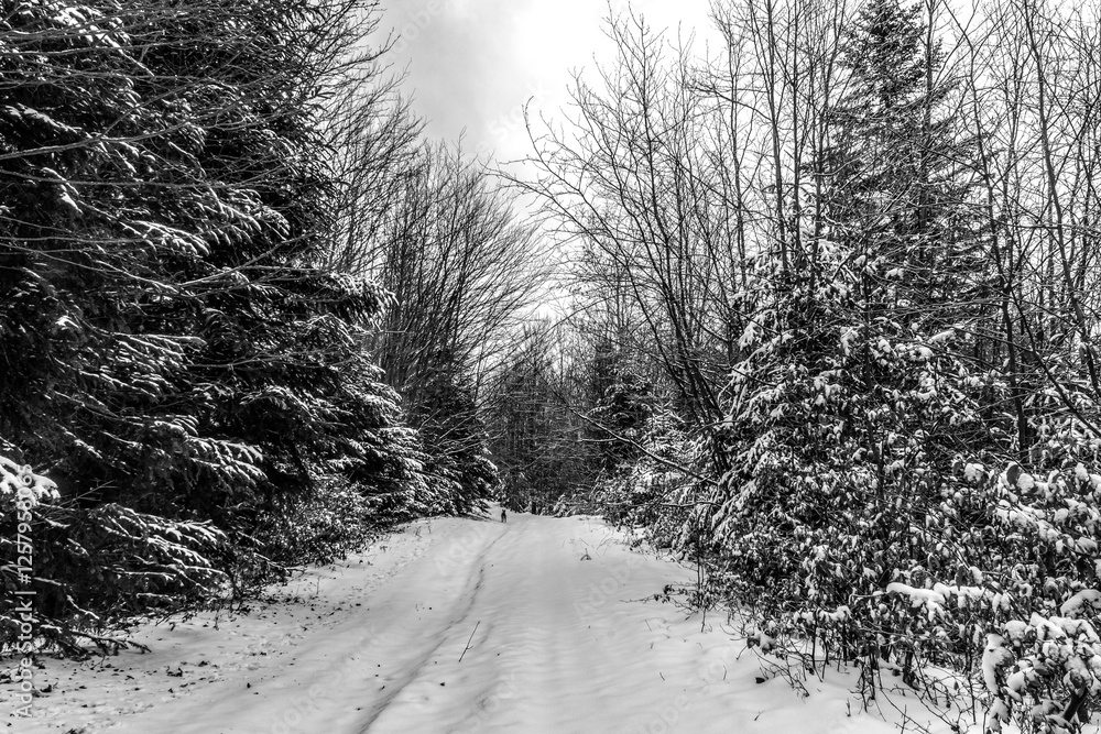 Landscapes - Forest - Europe, Romania, Suceava region Landscapes - Forest - Europe, Romania, Suceava region