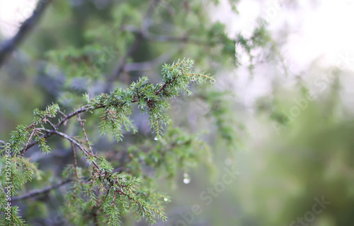 Close-up of juniper tree. Medicinal evergreen plant.