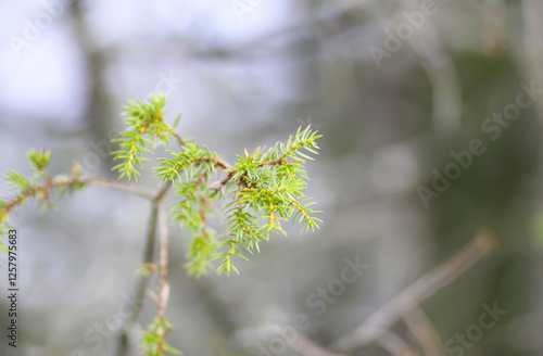 Close-up of juniper tree. Medicinal evergreen plant. photo