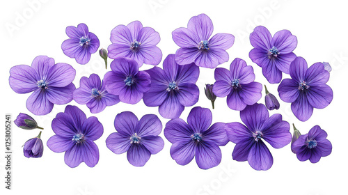 purple flowers top view isolated on white background