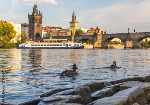 ducks on the river Vltava with the Charles Bridge and Old Town Bridge Tower, Prague, Czech republic photo