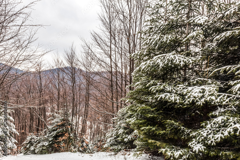 Fototapeta premium Landscapes - Forest - Europe, Romania, Suceava region
