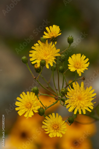 Doldiges Habichtskraut (Hieracium umbellatum)	
 photo