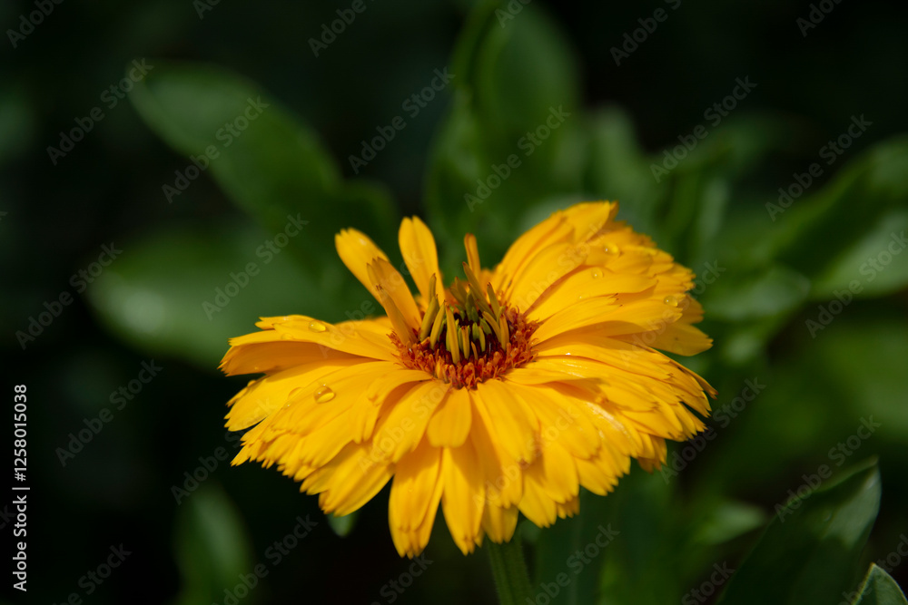 Yellow calendula flower on blurred green background close up Yellow calendula flower on blurred green background close up
