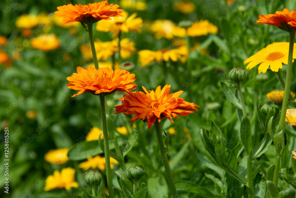 Orange and yellow calendula flowers on a flowerbed in the garden in summer Orange and yellow calendula flowers on a flowerbed in the garden in summer