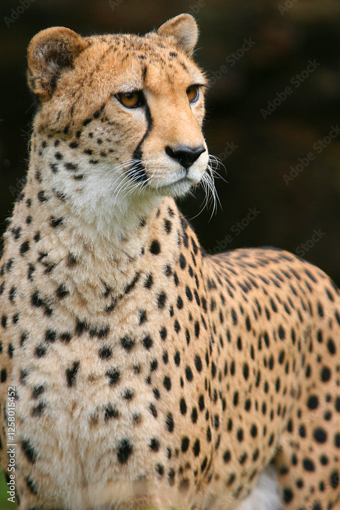 Gepard (Acinonyx jubatus) hält Ausschau, Kenia, Afrika Gepard (Acinonyx jubatus) hält Ausschau, Kenia, Afrika