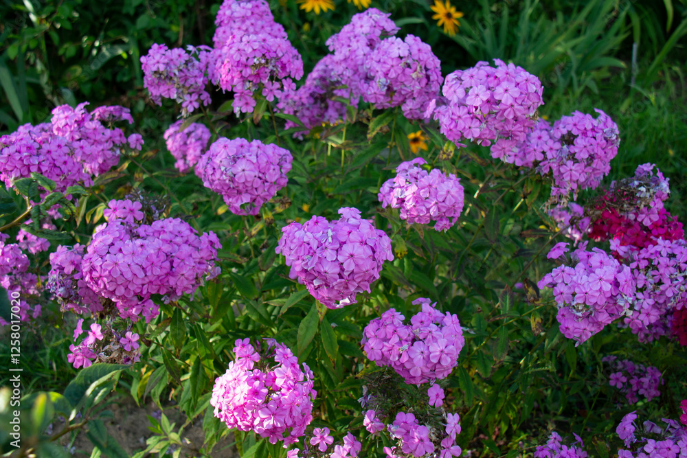 Beautiful lilac phloxes bloom on a flowerbed in summer Beautiful lilac phloxes bloom on a flowerbed in summer