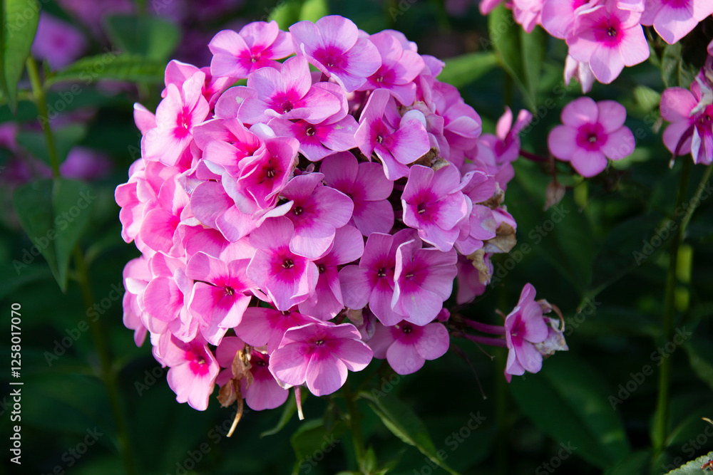 Beautiful inflorescence of pink phlox against a background of green leaves Beautiful inflorescence of pink phlox against a background of green leaves