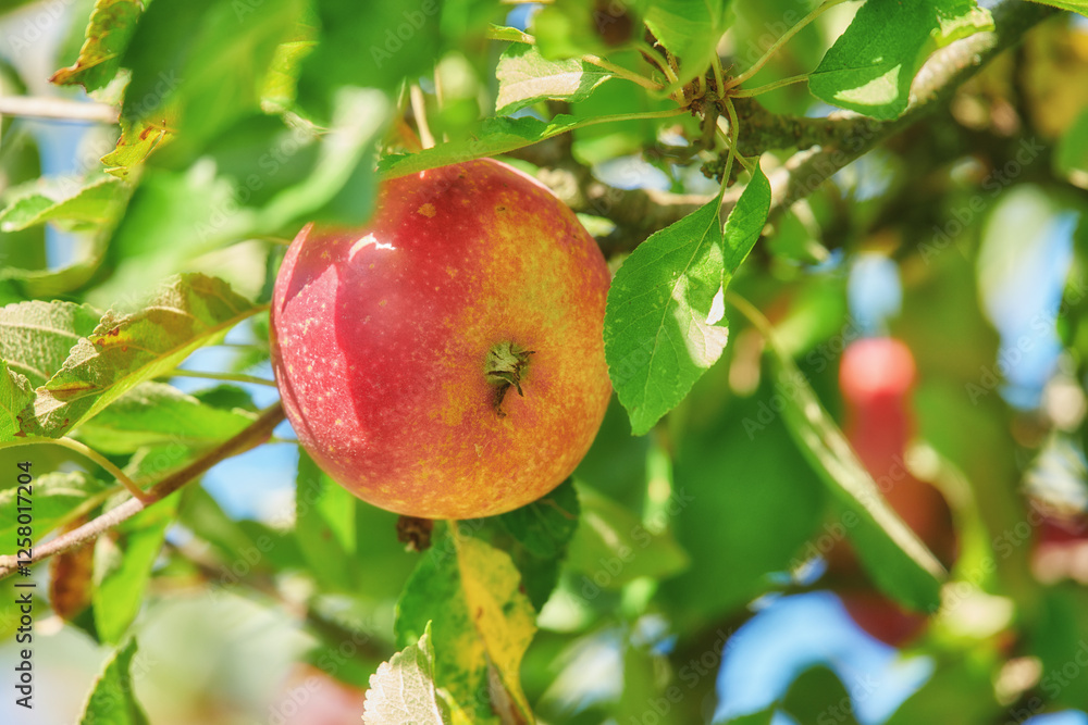 Apple, tree and orchard with closeup, farming and sustainability for food production in countryside. Organic fruit, leaves and eco friendly agriculture in sunshine with supply for export in Italy Apple, tree and orchard with closeup, farming and sustainability for food production in countryside. Organic fruit, leaves and eco friendly agriculture in sunshine with supply for export in Italy