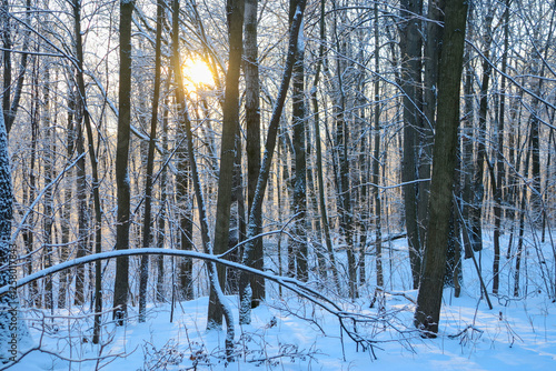 winter  forest with sun