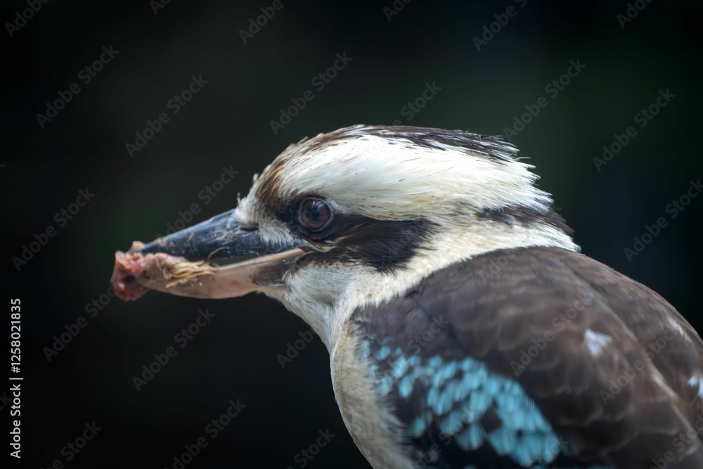 Fototapeta premium Kookaburra with Prey Close-Up