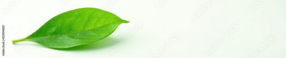 Delicate green leaf isolated on white background with subtle texture, nature, green Delicate green leaf isolated on white background with subtle texture, nature, green