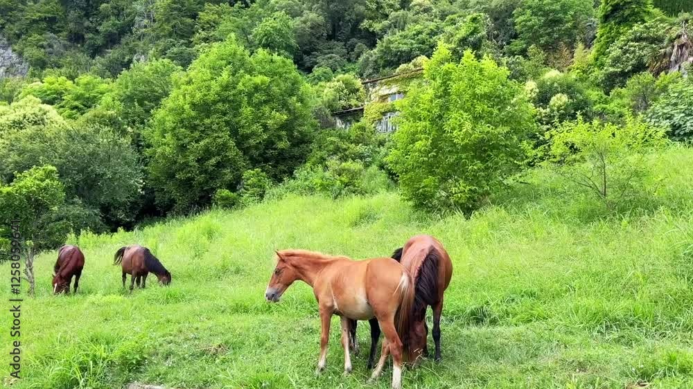 Horses on the hill side