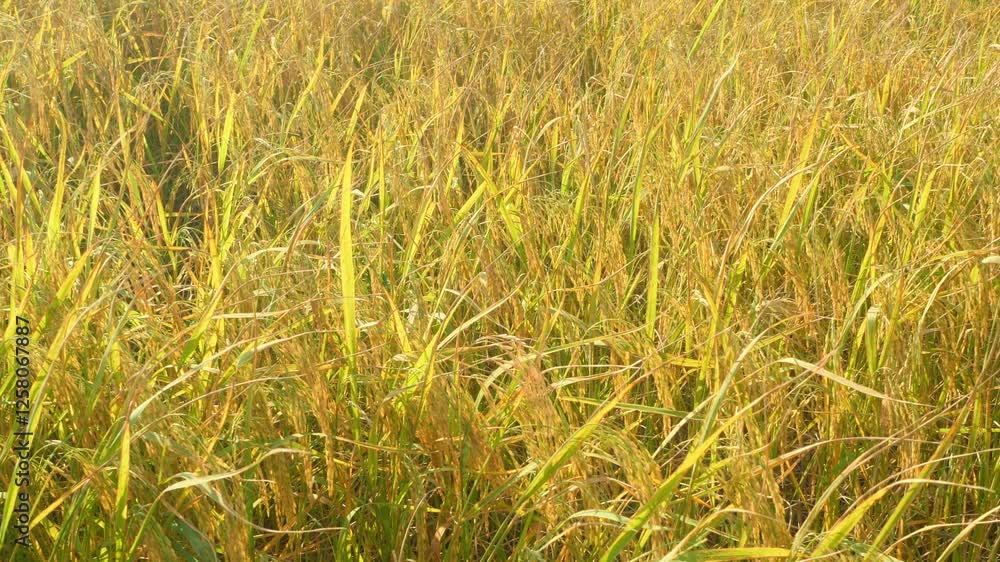 Golden yellow rice fields fill the rice fields. Golden yellow rice fields fill the rice fields.