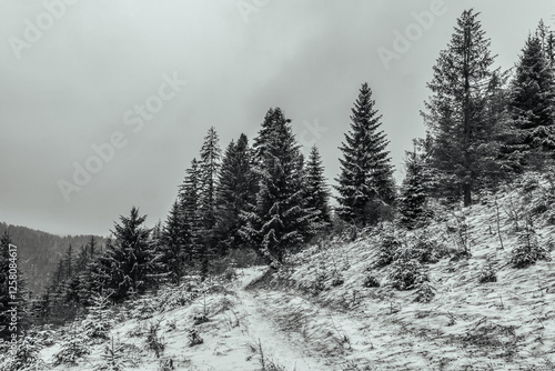 Wallpaper Mural Landscapes - Forest - Europe, Romania, Suceava region Torontodigital.ca