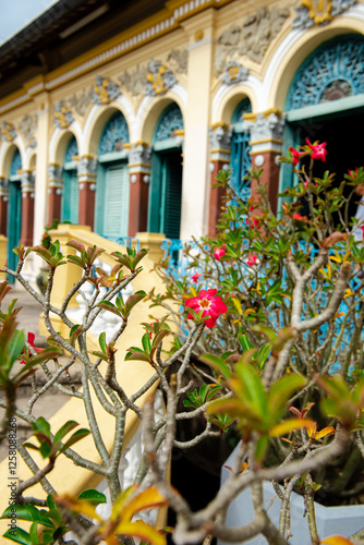 Selective focus Blossom red plumeria or frangipani flower perennial shrubs in front of ancient house in Can Tho, Vietnam, tropical flowering plant in Rauvolfioideae, French architecture, travel photo