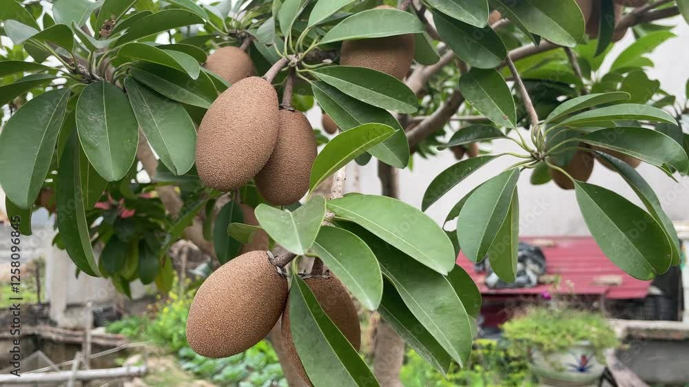 Sapodilla fruit on the sapodilla tree plant on summer, sapodilla plum in the garden fruit Sapodilla fruit on the sapodilla tree plant on summer, sapodilla plum in the garden fruit