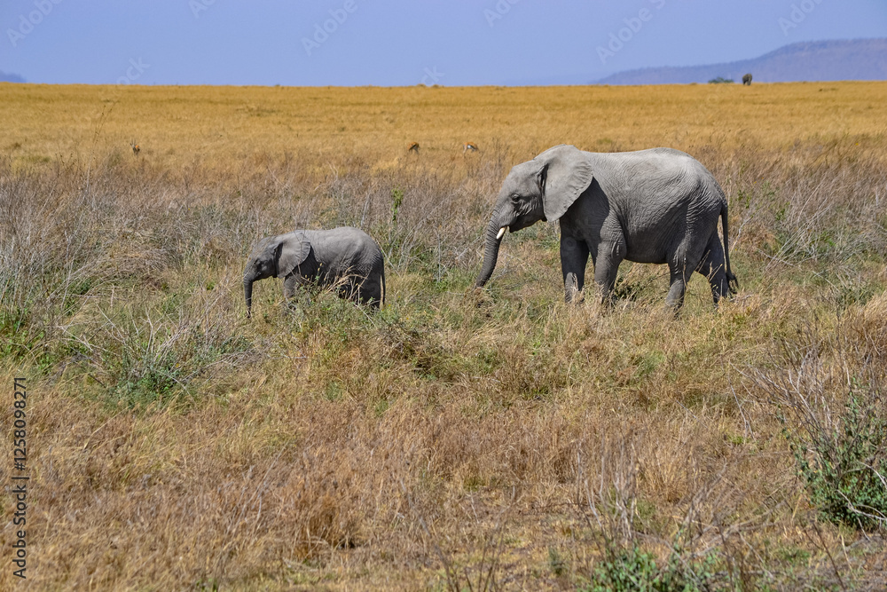View of the Serengeti National Park View of the Serengeti National Park