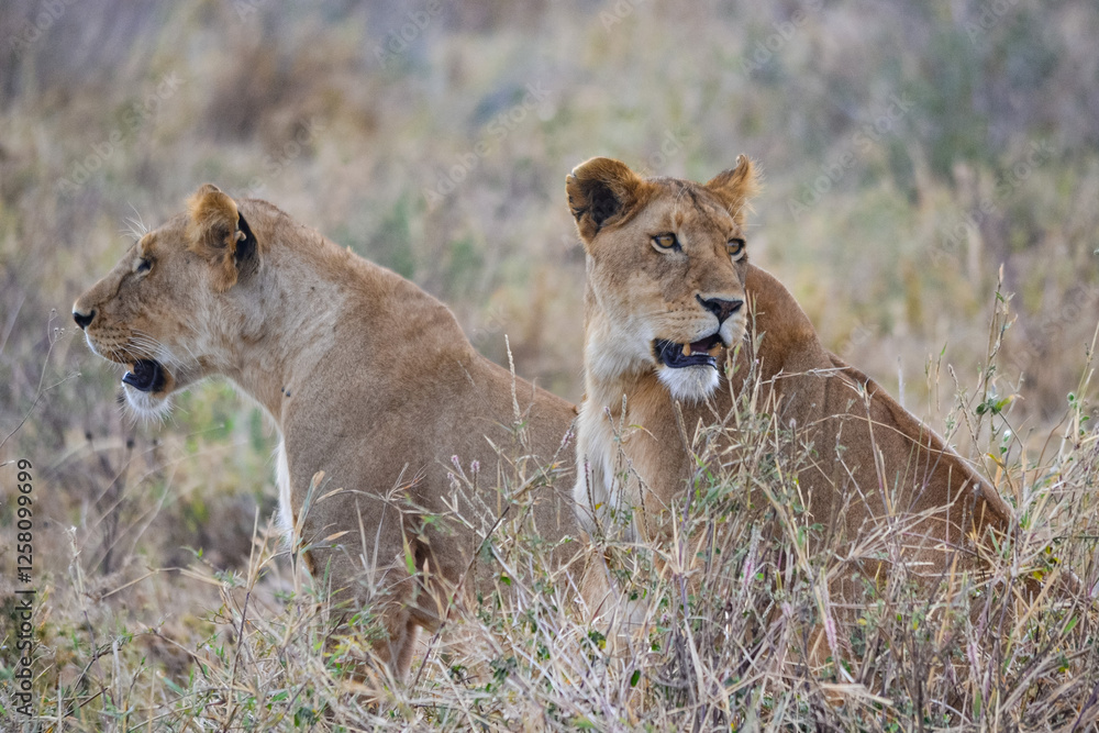 Obraz premium View of the Serengeti National Park