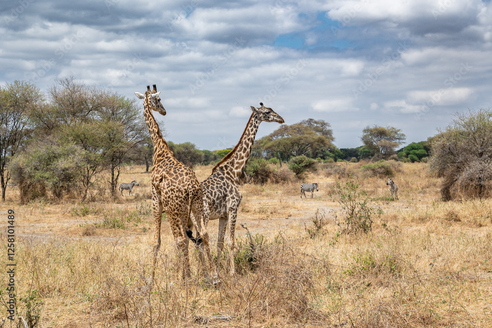View of Tarangire National Park View of Tarangire National Park