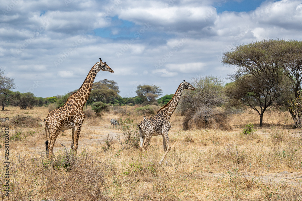Fototapeta premium View of Tarangire National Park