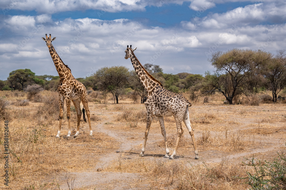 Obraz premium View of Tarangire National Park