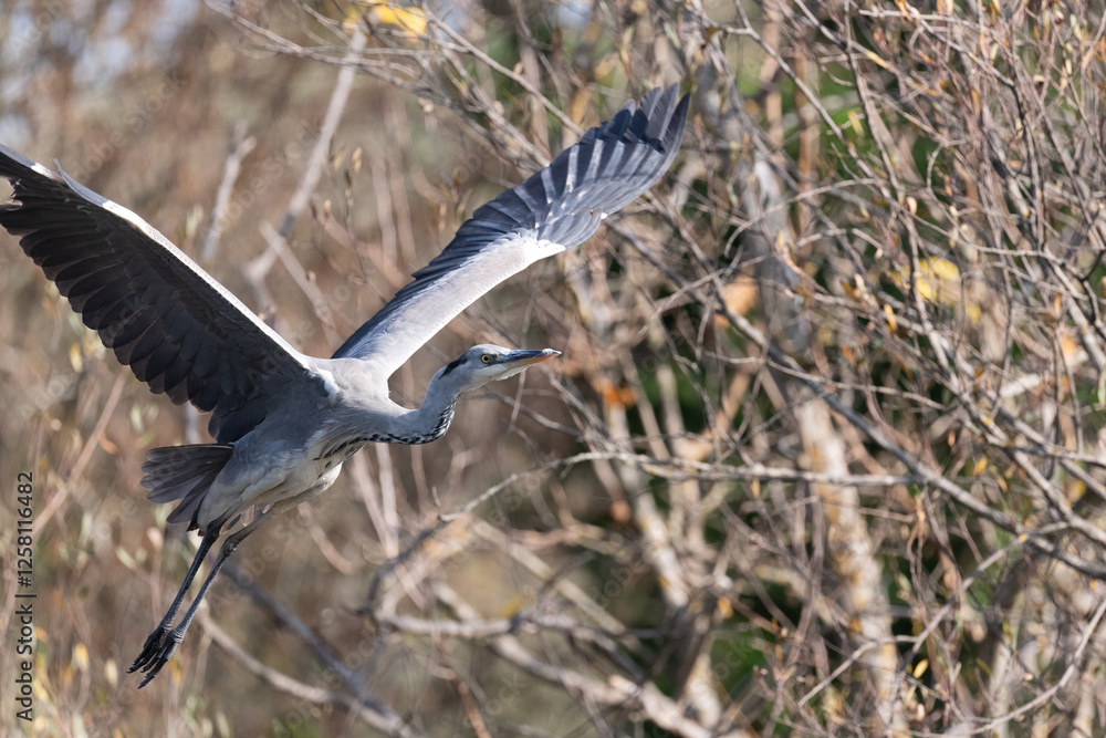 Heron in flight with wings spread wide near autumn foliage Heron in flight with wings spread wide near autumn foliage