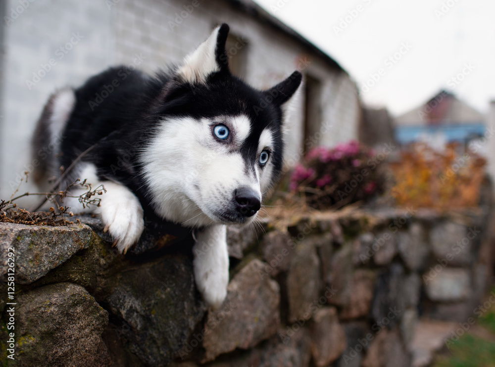 Φωτογραφία A dog of the Siberian Husky breed lies on the background of the yard
