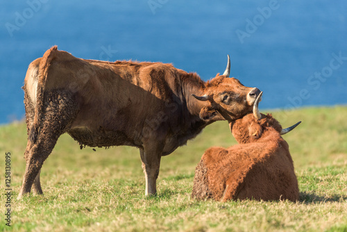 Peaceful cows grazing by the sea on a sunny day in nature photo