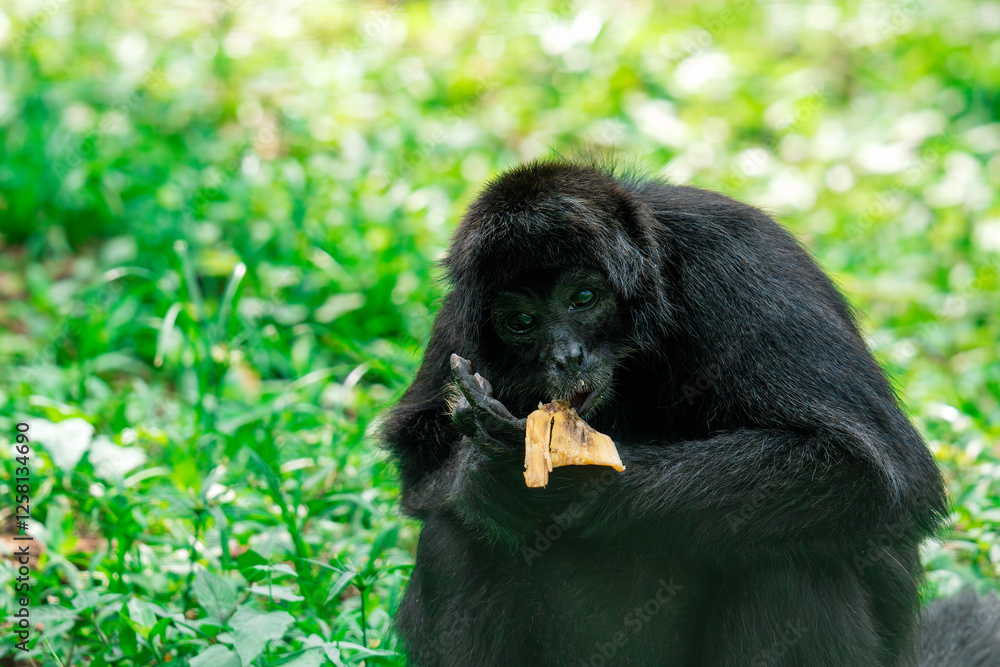 Guatemalan black howler monkey eating in natural habitat Guatemalan black howler monkey eating in natural habitat