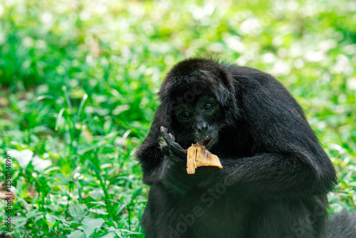 Guatemalan black howler monkey eating in natural habitat photo