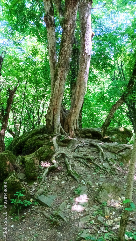 Fototapeta premium twisted roots of trees