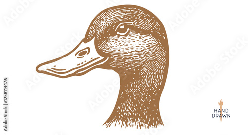 Duck, mallard sketch. Hand drawn. Vintage retro print, black duck, mallard drake drawing, engrave old school style. Sketch artwork silhouette duck, mallard drake, white background. Vector Illustration