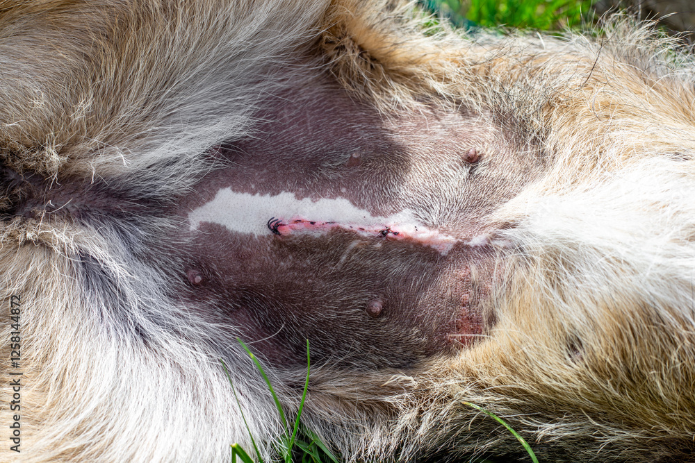 Surgical suture on a dog's belly, animal sterilization Surgical suture on a dog's belly, animal sterilization