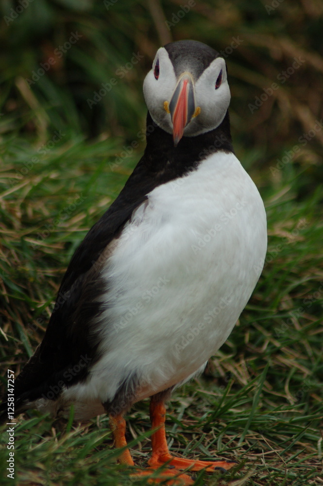 Naklejka premium puffin
