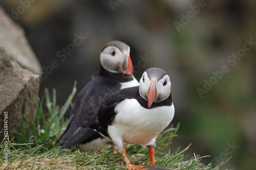 puffin