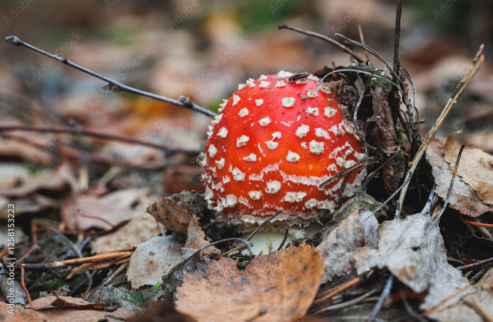 Amanita muscaria - fly agaric or fly amanita in forest in area of Lochow town, Masovia region of Poland