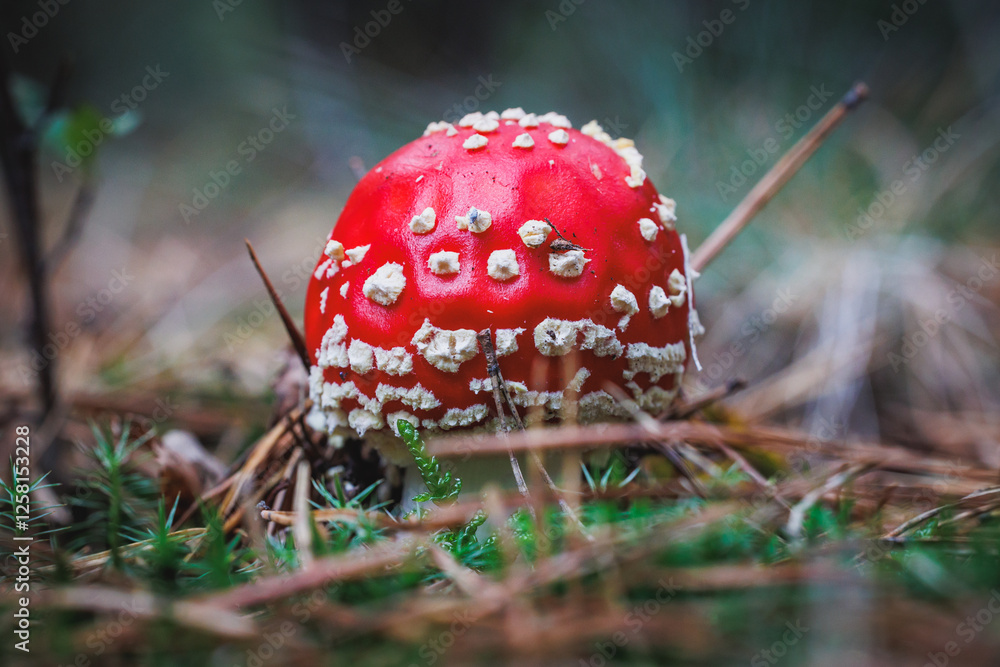 Amanita muscaria - fly agaric or fly amanita in forest in area of Lochow town, Masovia region of Poland