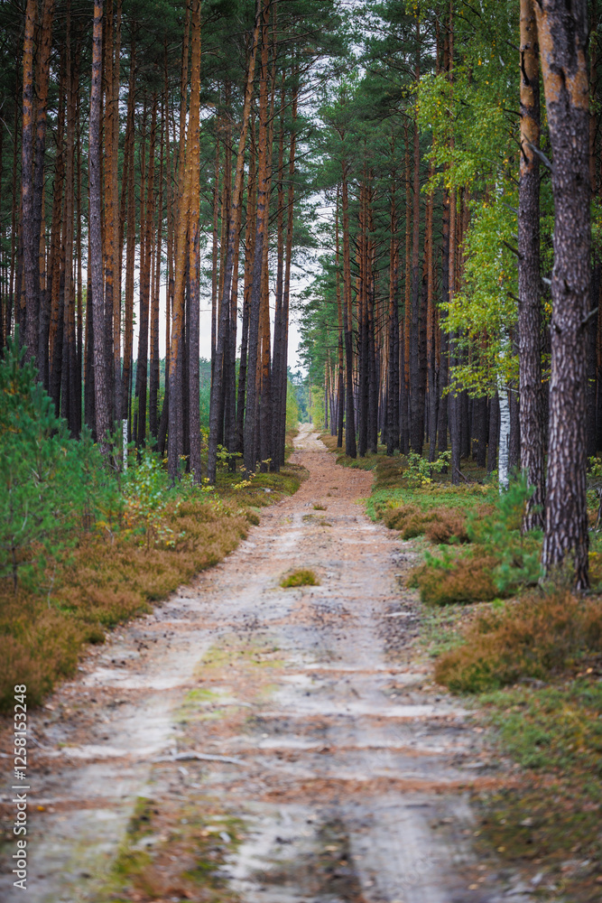 Road in forest in area of Lochow town, Masovia region of Poland