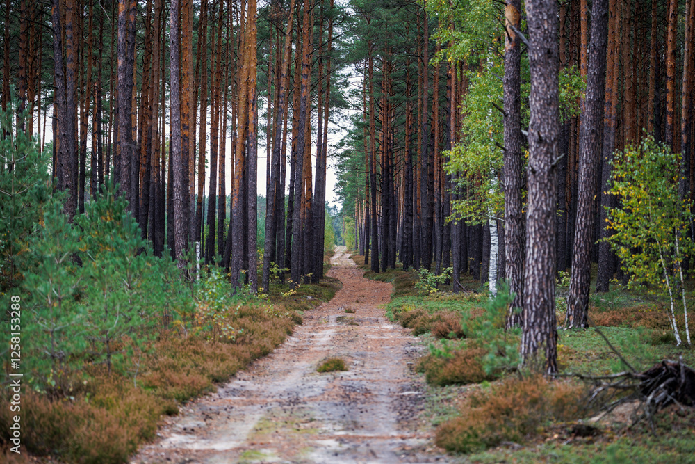 Road in forest in area of Lochow town, Masovia region of Poland
