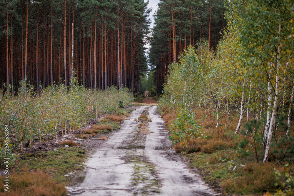 Road in forest in area of Lochow town, Masovia region of Poland