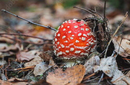 Obraz na płótnie Amanita muscaria - fly agaric or fly amanita in forest in area of Lochow town, Masovia region of Poland w salonie