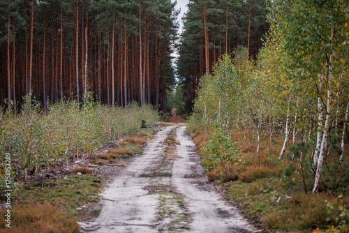 Obraz na płótnie Road in forest in area of Lochow town, Masovia region of Poland w salonie