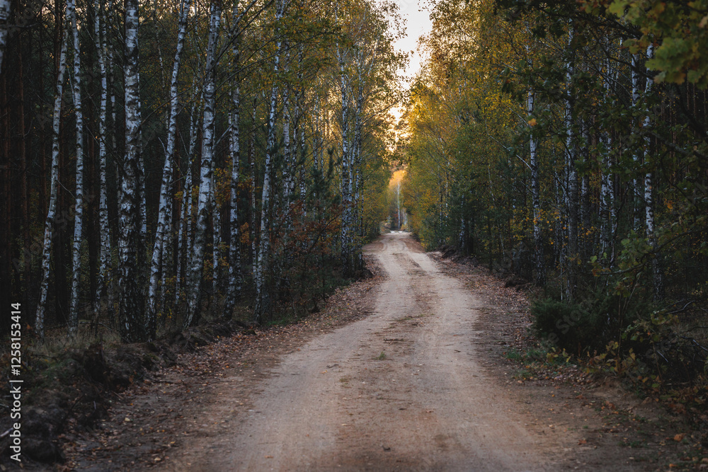 Evening view of a road in forest in area of Lochow town, Masovia region of Poland